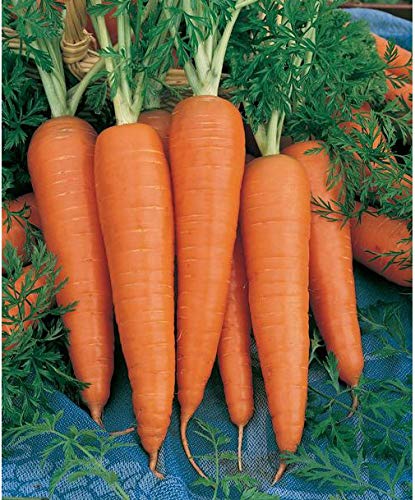 هویج چگونه کاشته می شود ؟